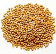 Mustard seeds