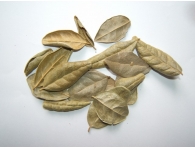 Boldo leaves